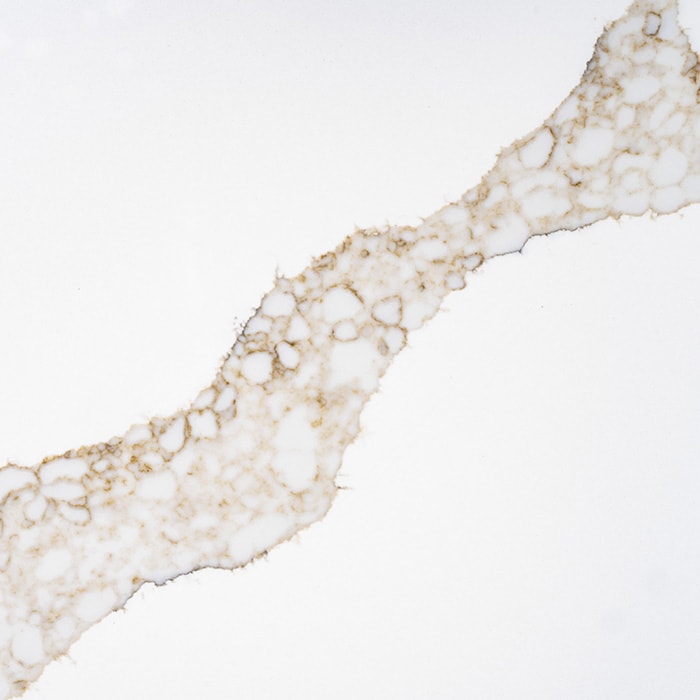 Aurelia Cascata · 126" x 63"